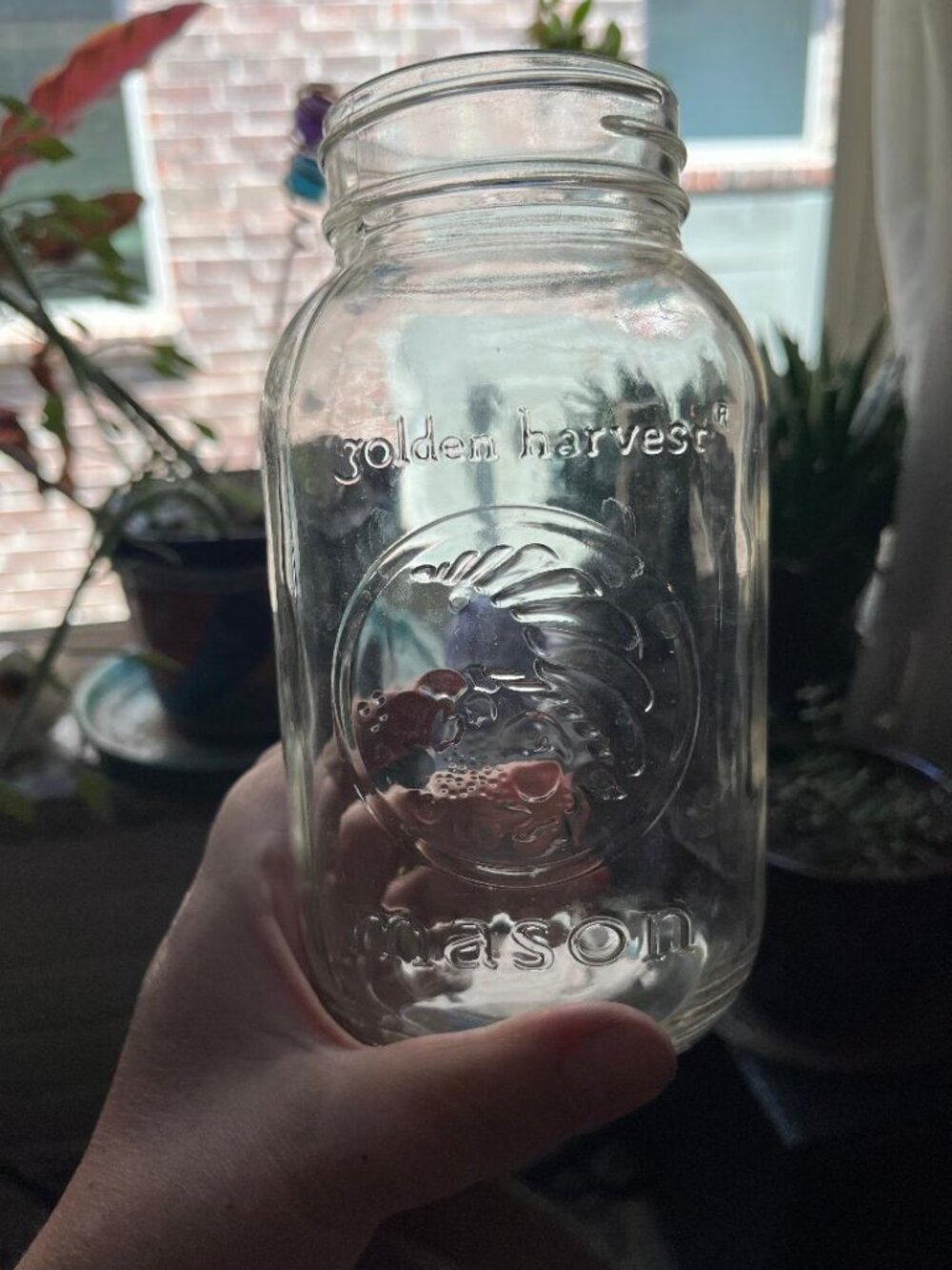 Golden Harvest 16 oz. Mason Jar